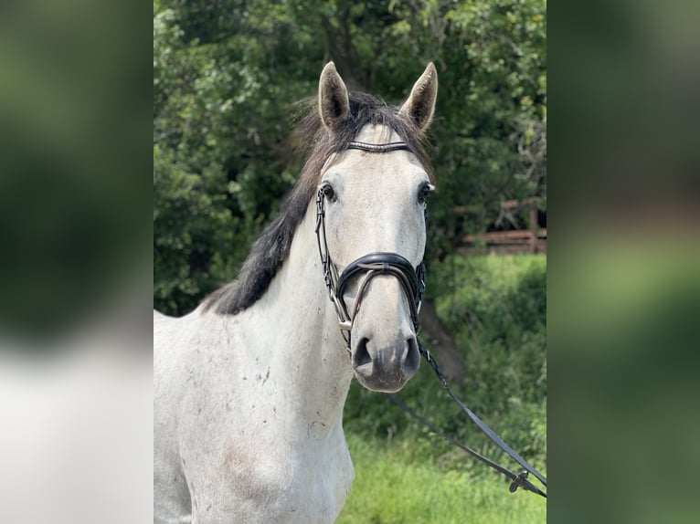 Westfaal Ruin 4 Jaar 170 cm Schimmel in Schenklengsfeld