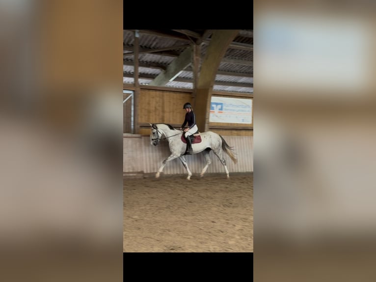 Westfaal Ruin 4 Jaar 170 cm Schimmel in Schenklengsfeld