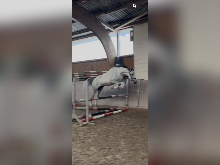 Westfaal Ruin 4 Jaar 170 cm Schimmel in Schenklengsfeld