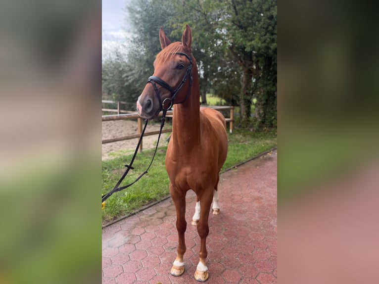 Westfaal Ruin 4 Jaar 170 cm Vos in Everswinkel