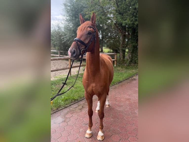 Westfaal Ruin 4 Jaar 170 cm Vos in Münster