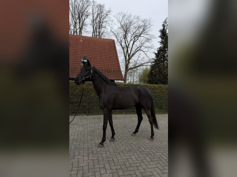 Westfaal Ruin 4 Jaar 170 cm Zwartbruin in Hörstel