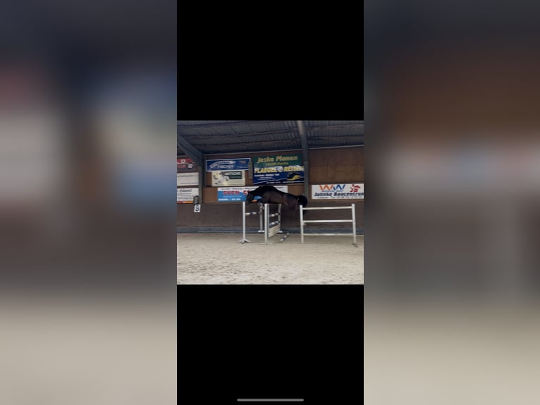 Westfaal Ruin 4 Jaar 170 cm Zwartbruin in Pokrent