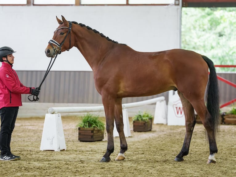 Westfaal Ruin 4 Jaar 171 cm Bruin in Münster-Handorf