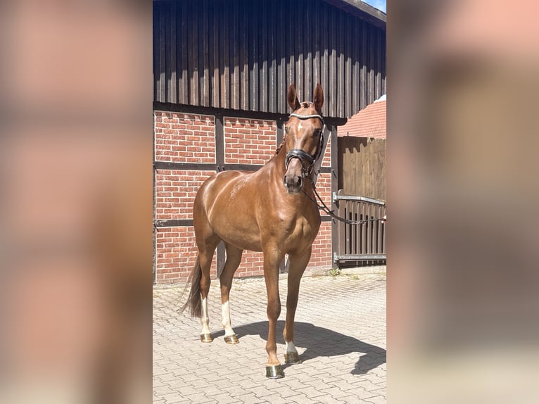 Westfaal Ruin 4 Jaar 171 cm Vos in Telgte