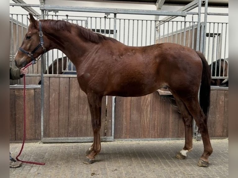 Westfaal Ruin 4 Jaar 171 cm Vos in Verl