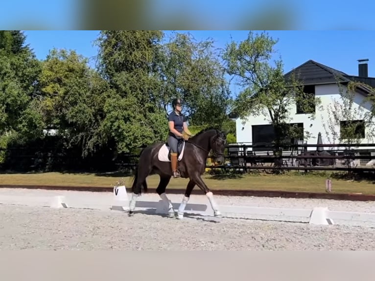 Westfaal Ruin 4 Jaar 172 cm Donkerbruin in St Vith