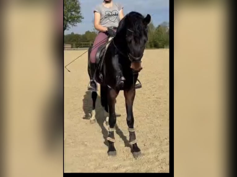 Westfaal Ruin 4 Jaar 172 cm Donkerbruin in Bönen