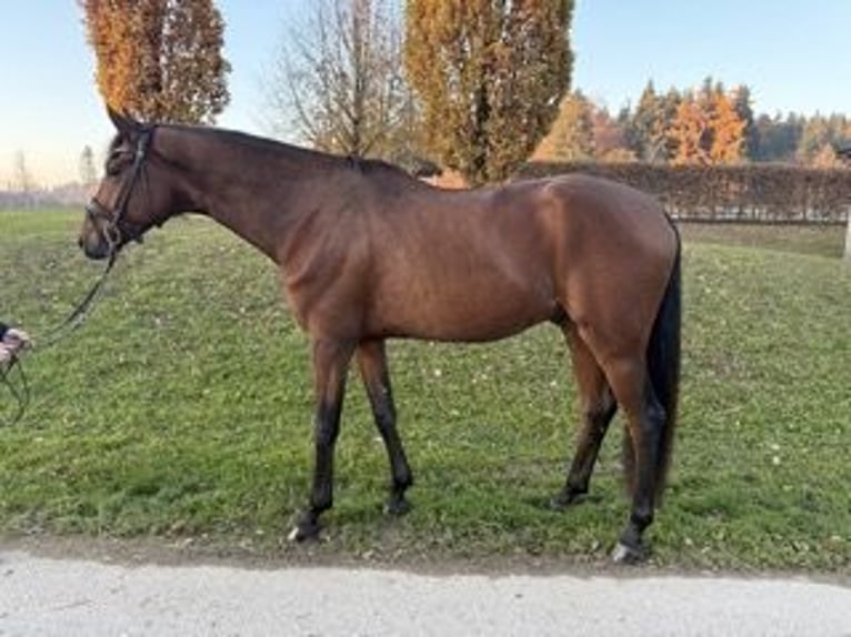 Westfaal Ruin 4 Jaar 174 cm Bruin in Chieming