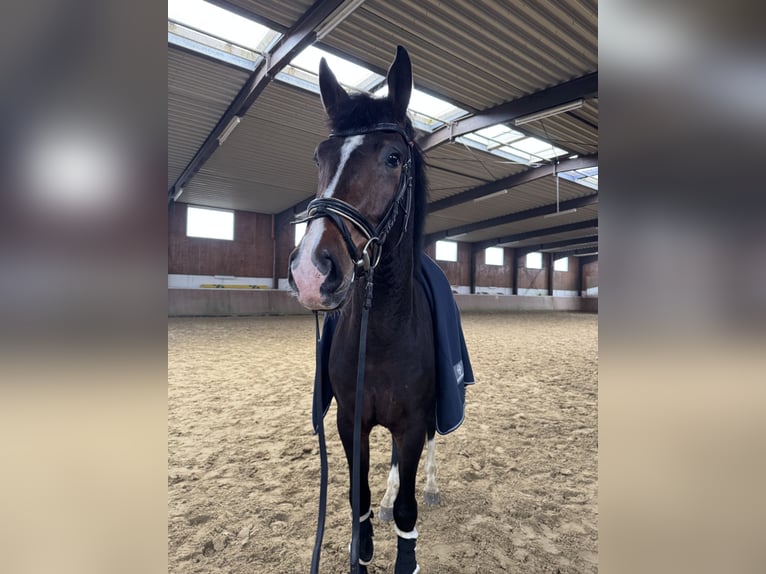 Westfaal Ruin 4 Jaar 174 cm Donkerbruin in Detmold