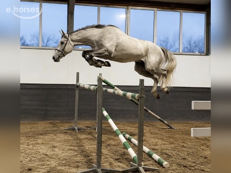 Westfaal Ruin 4 Jaar 174 cm Wit in Weert
