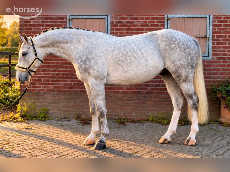 Westfaal Ruin 4 Jaar 174 cm Wit in Weert