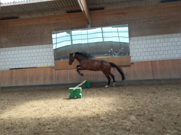 Westfaal Ruin 4 Jaar 175 cm Bruin in Brakel