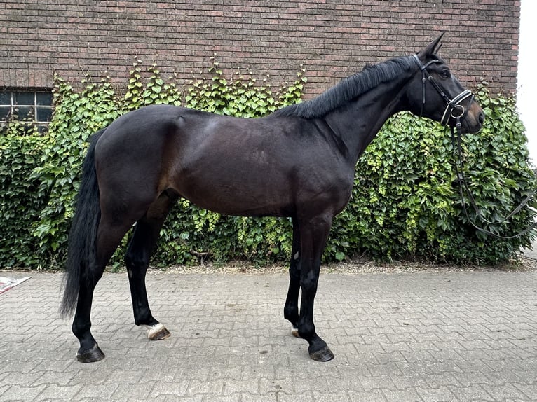 Westfaal Ruin 4 Jaar 175 cm Zwartbruin in Rees