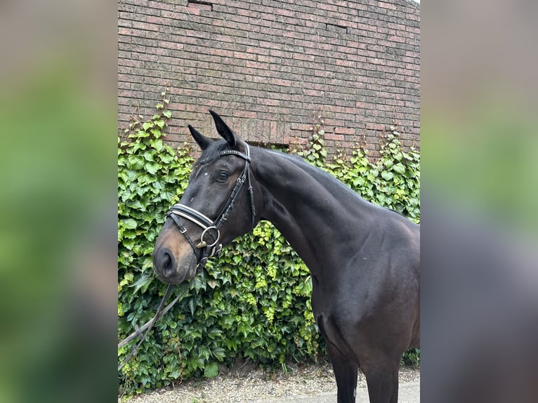 Westfaal Ruin 4 Jaar 175 cm Zwartbruin in Rees