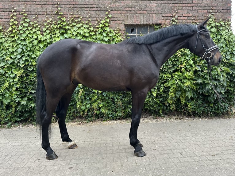 Westfaal Ruin 4 Jaar 175 cm Zwartbruin in Rees
