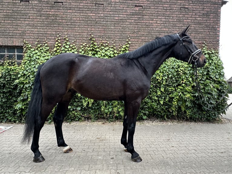 Westfaal Ruin 4 Jaar 175 cm Zwartbruin in Rees