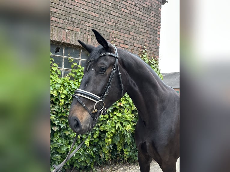 Westfaal Ruin 4 Jaar 175 cm Zwartbruin in Rees