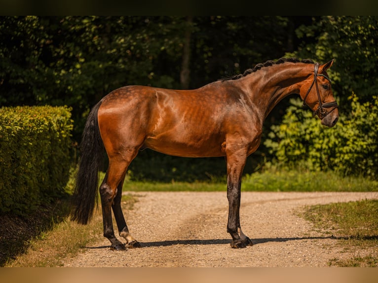 Westfaal Ruin 4 Jaar 177 cm Bruin in Wehringen