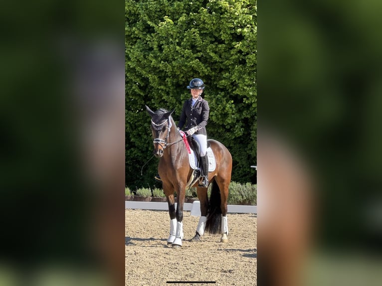 Westfaal Ruin 5 Jaar 163 cm Bruin in Much