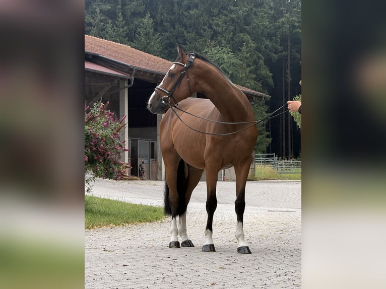 Westfaal Ruin 5 Jaar 163 cm Bruin in Lengdorf