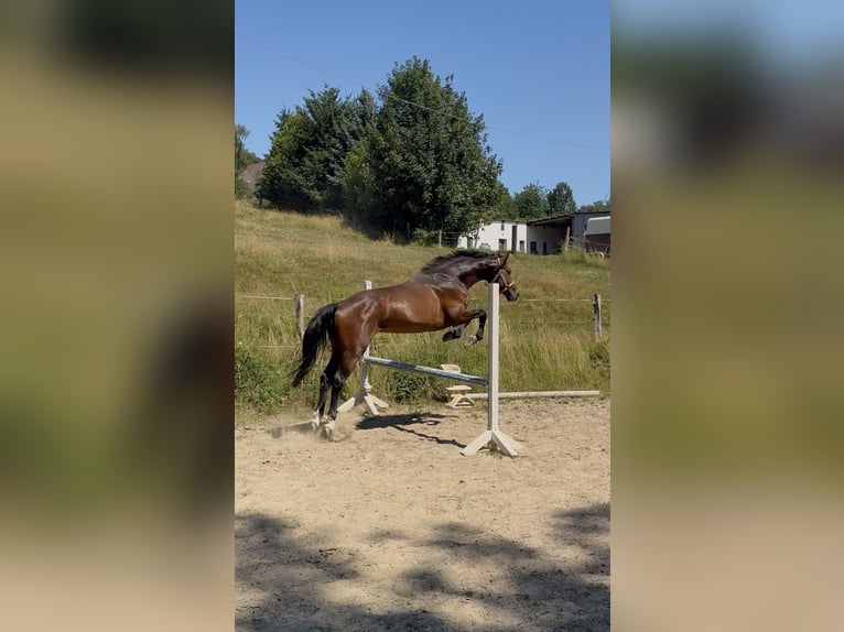 Westfaal Ruin 5 Jaar 163 cm Bruin in Hattingen