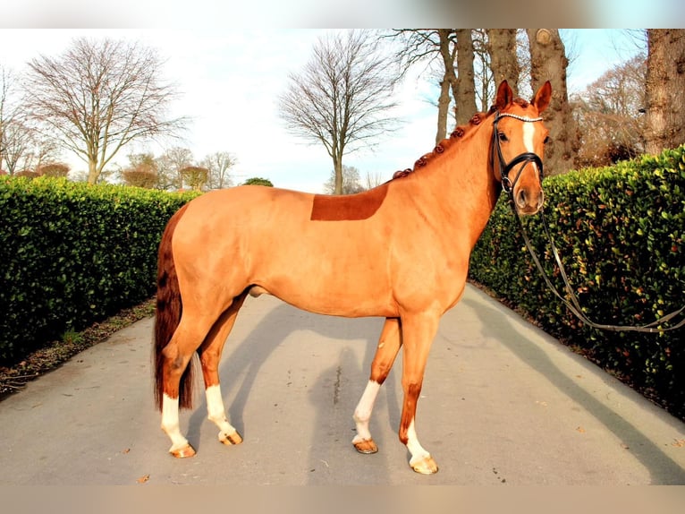 Westfaal Ruin 5 Jaar 163 cm Donkere-vos in Vechta