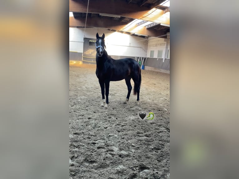 Westfaal Ruin 5 Jaar 165 cm Bruin in Ascheberg