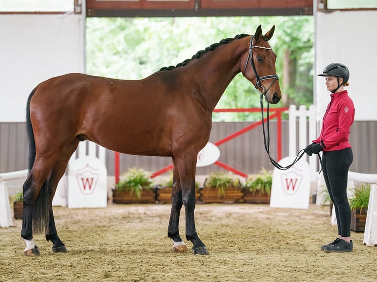 Westfaal Ruin 5 Jaar 165 cm Bruin in Münster-Handorf