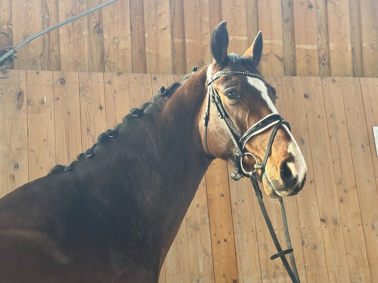 Westfaal Ruin 5 Jaar 165 cm Bruin in Riedlingen