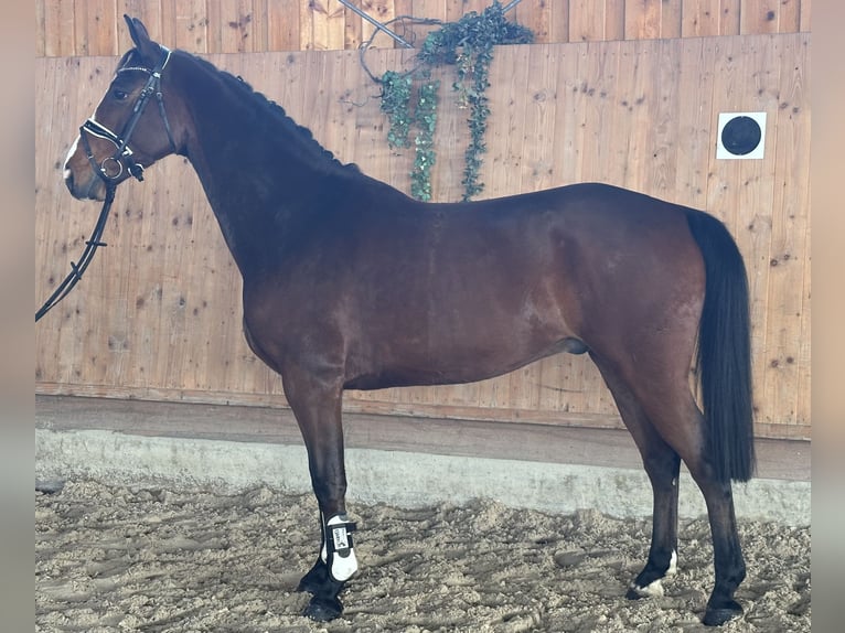 Westfaal Ruin 5 Jaar 165 cm Bruin in Riedlingen