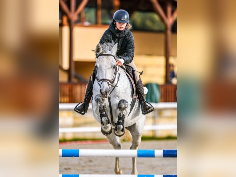 Westfaal Ruin 5 Jaar 165 cm Schimmel in Liberec