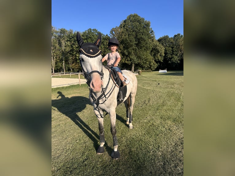 Westfaal Ruin 5 Jaar 165 cm Schimmel in Baden