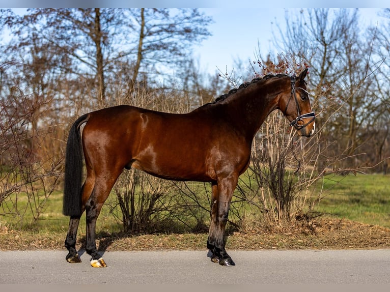 Westfaal Ruin 5 Jaar 166 cm Bruin in Rosenheim