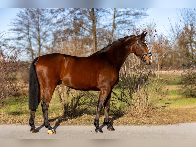 Westfaal Ruin 5 Jaar 166 cm Bruin in Rosenheim