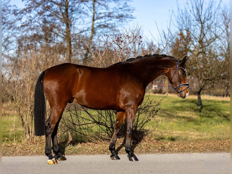 Westfaal Ruin 5 Jaar 166 cm Bruin in Rosenheim