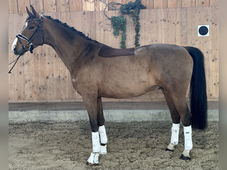 Westfaal Ruin 5 Jaar 166 cm Bruin in Riedlingen