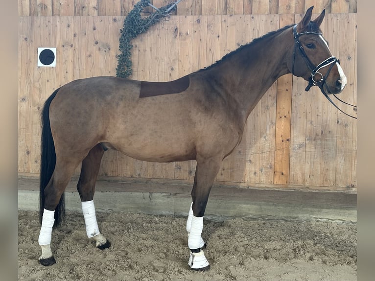 Westfaal Ruin 5 Jaar 166 cm Bruin in Riedlingen