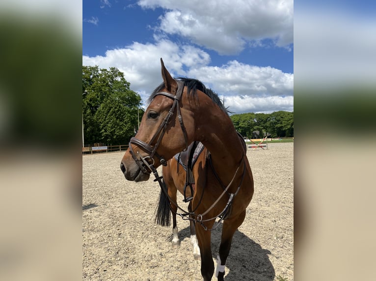 Westfaal Ruin 5 Jaar 167 cm Bruin in Doetinchem