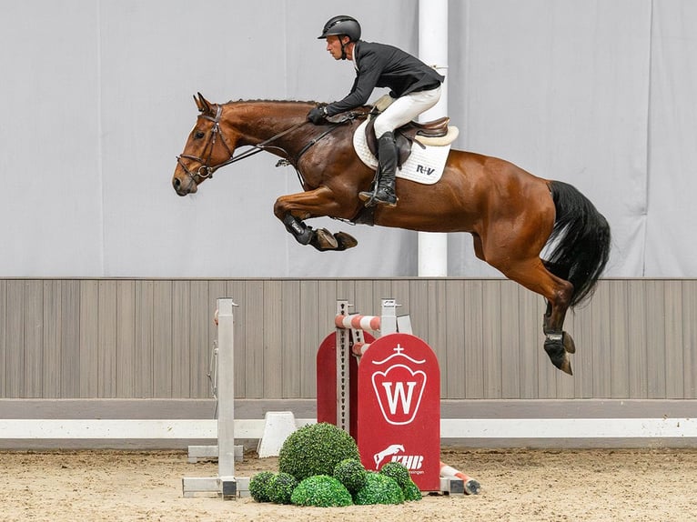 Westfaal Ruin 5 Jaar 167 cm Bruin in Münster-Handorf
