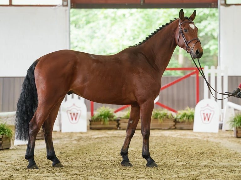 Westfaal Ruin 5 Jaar 167 cm Bruin in Münster-Handorf