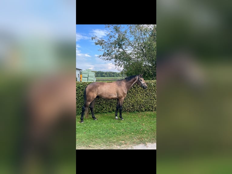 Westfaal Ruin 5 Jaar 167 cm kan schimmel zijn in Lippetal