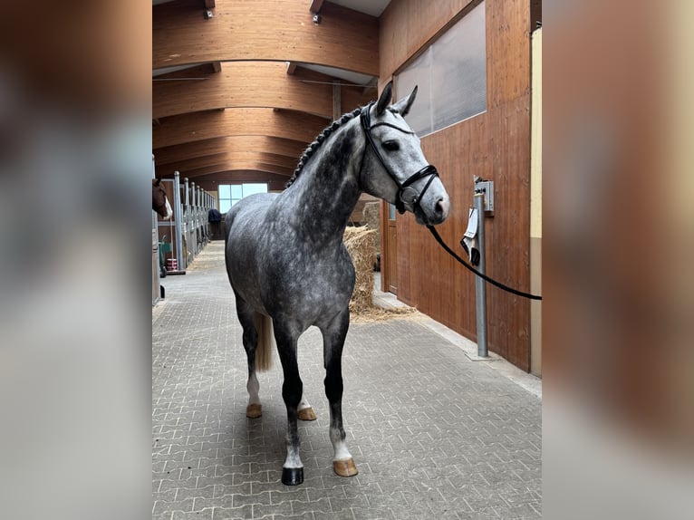 Westfaal Ruin 5 Jaar 167 cm Schimmel in Kirchenthumbach