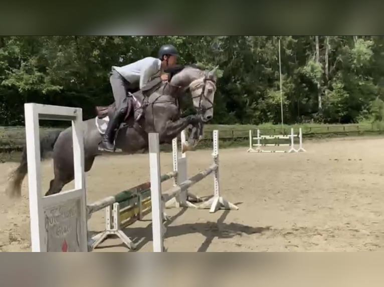 Westfaal Ruin 5 Jaar 167 cm Schimmel in Windhagen