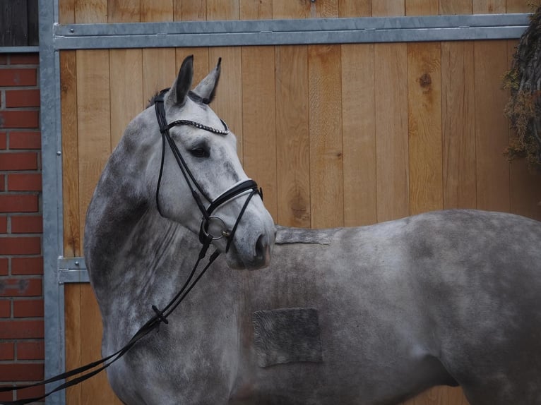 Westfaal Ruin 5 Jaar 168 cm Appelschimmel in Altenberge