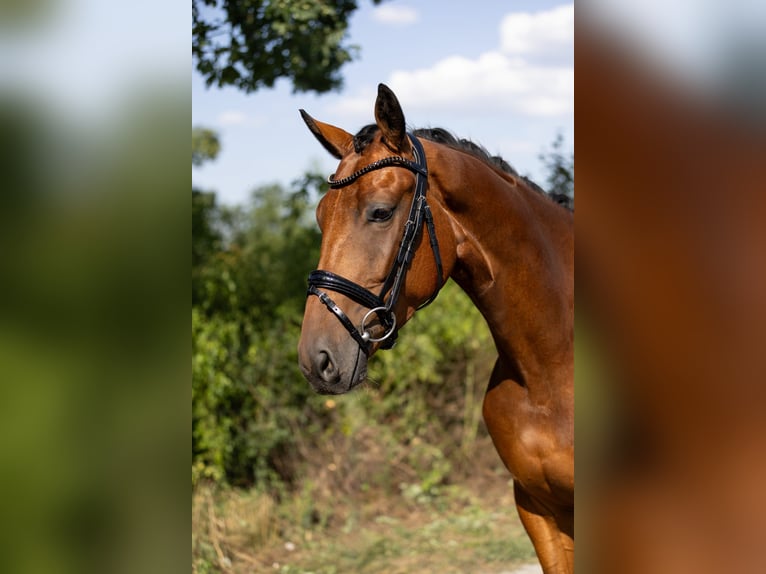 Westfaal Ruin 5 Jaar 168 cm Bruin in Rosenheim