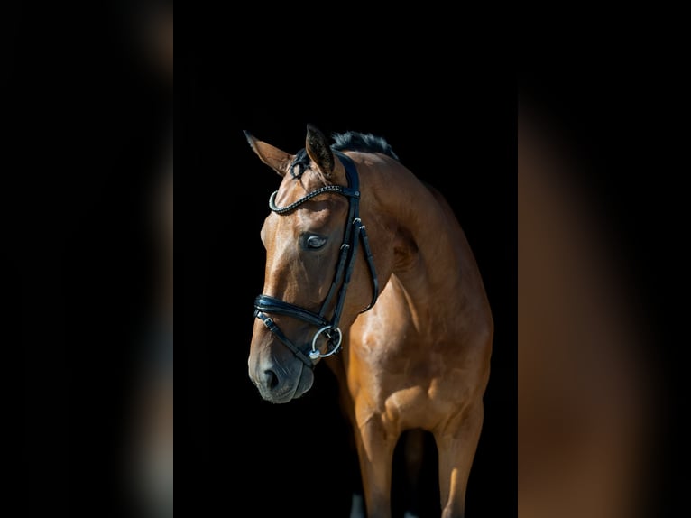 Westfaal Ruin 5 Jaar 168 cm Bruin in Rosenheim