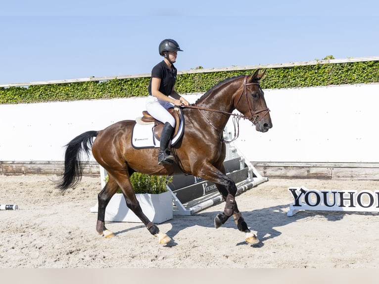 Westfaal Ruin 5 Jaar 168 cm Bruin in Waddinxveen