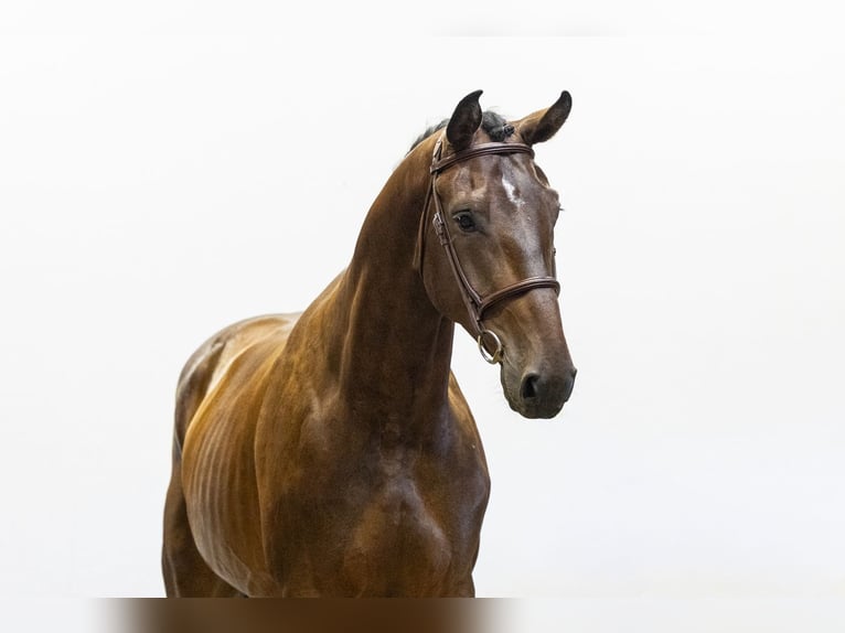 Westfaal Ruin 5 Jaar 168 cm Bruin in Waddinxveen