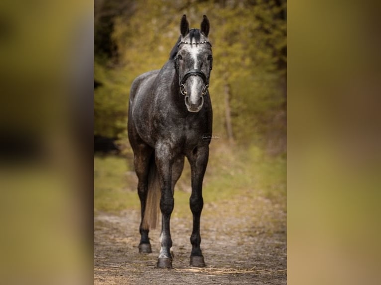 Westfaal Ruin 5 Jaar 168 cm Schimmel in Freudenberg
